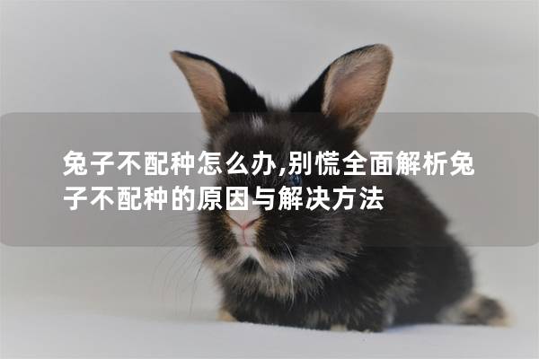 兔子不配种怎么办,别慌全面解析兔子不配种的原因与解决方法