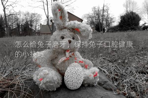 怎么给兔子磨牙，保持兔子口腔健康的小技巧