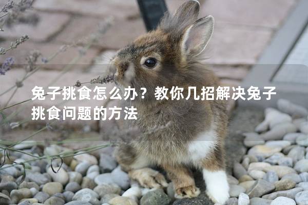 兔子挑食怎么办？教你几招解决兔子挑食问题的方法