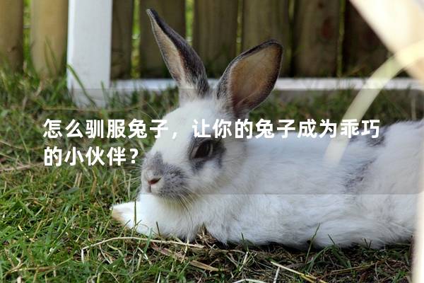 怎么驯服兔子，让你的兔子成为乖巧的小伙伴？