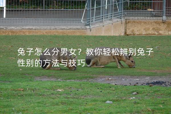 兔子怎么分男女？教你轻松辨别兔子性别的方法与技巧