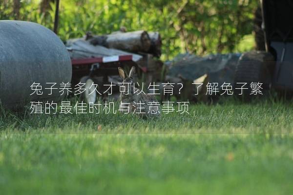 兔子养多久才可以生育？了解兔子繁殖的最佳时机与注意事项