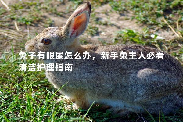 兔子有眼屎怎么办，新手兔主人必看清洁护理指南