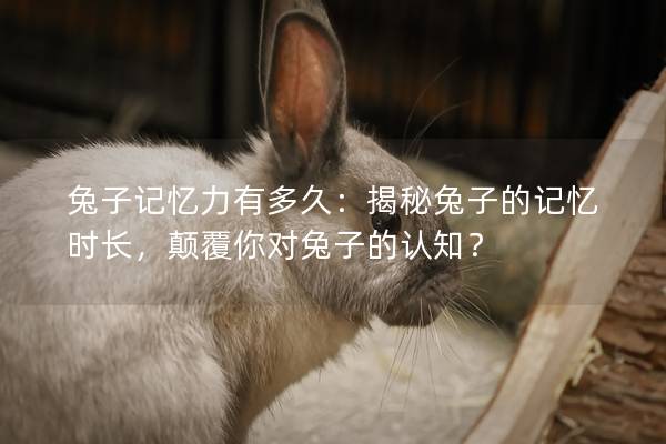 兔子记忆力有多久：揭秘兔子的记忆时长，颠覆你对兔子的认知？