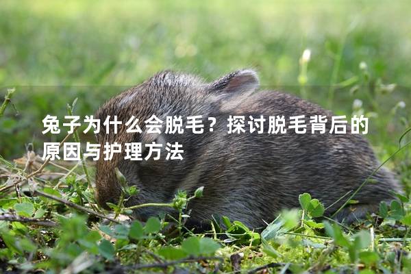 兔子为什么会脱毛？探讨脱毛背后的原因与护理方法
