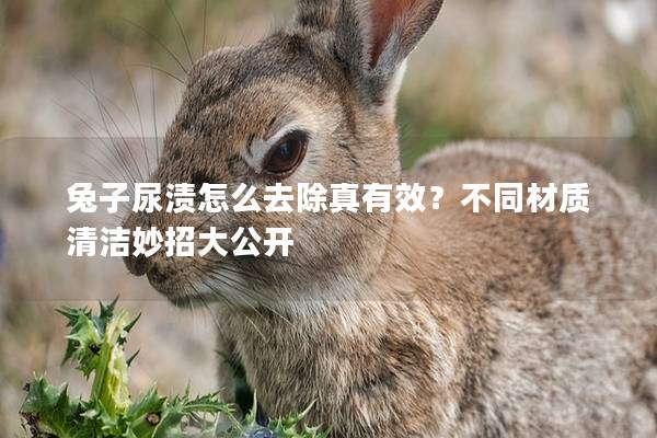 兔子尿渍怎么去除真有效？不同材质清洁妙招大公开