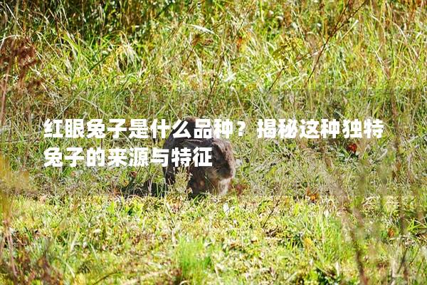 红眼兔子是什么品种？揭秘这种独特兔子的来源与特征