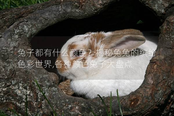 兔子都有什么颜色？揭秘兔兔的缤纷色彩世界,各种颜色兔子大盘点