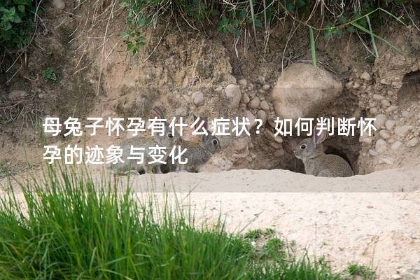 母兔子怀孕有什么症状？如何判断怀孕的迹象与变化
