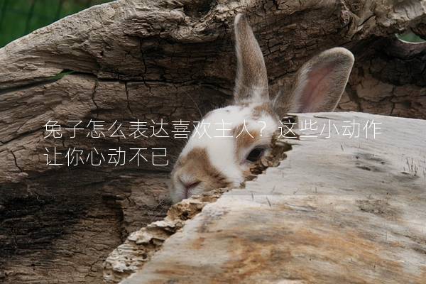 兔子怎么表达喜欢主人？这些小动作让你心动不已
