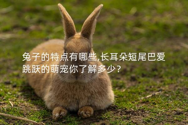 兔子的特点有哪些,长耳朵短尾巴爱跳跃的萌宠你了解多少？