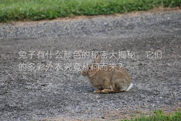 兔子有什么颜色的秘密大揭秘，它们的多彩外衣究竟从何而来？