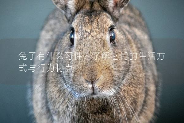 兔子有什么习性？了解它们的生活方式与行为特点