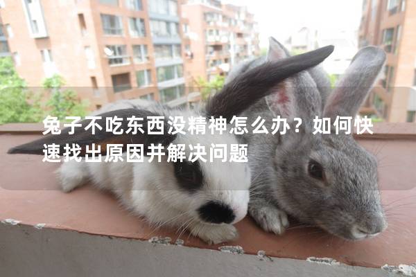 兔子不吃东西没精神怎么办？如何快速找出原因并解决问题