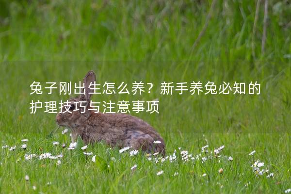 兔子刚出生怎么养？新手养兔必知的护理技巧与注意事项