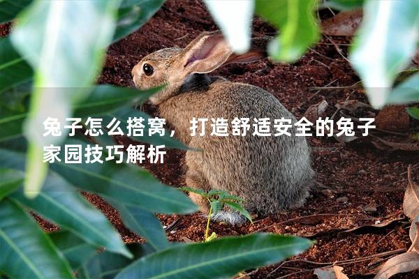 兔子怎么搭窝，打造舒适安全的兔子家园技巧解析