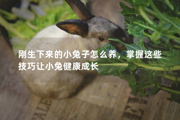 刚生下来的小兔子怎么养，掌握这些技巧让小兔健康成长