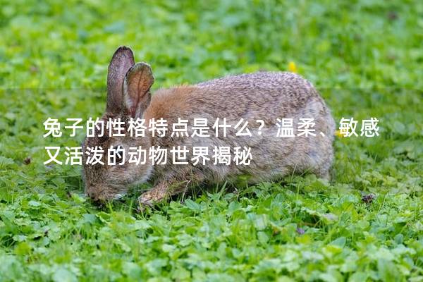 兔子的性格特点是什么？温柔、敏感又活泼的动物世界揭秘