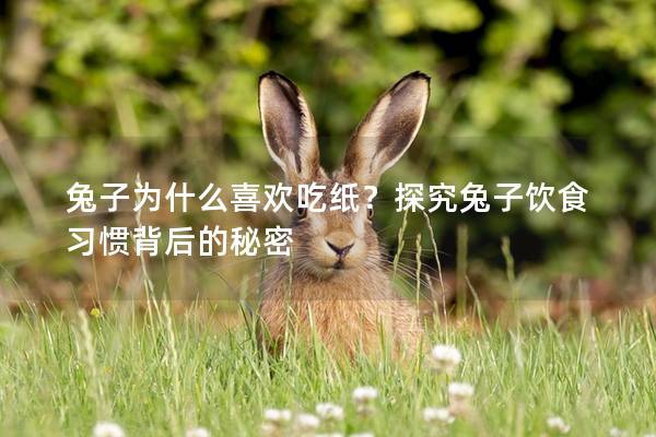 兔子为什么喜欢吃纸？探究兔子饮食习惯背后的秘密