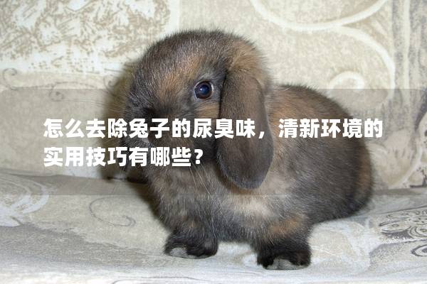 怎么去除兔子的尿臭味，清新环境的实用技巧有哪些？