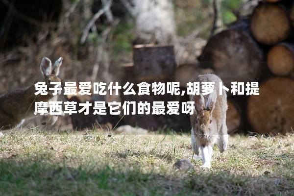 兔子最爱吃什么食物呢,胡萝卜和提摩西草才是它们的最爱呀
