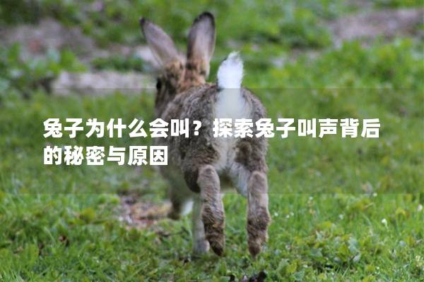 兔子为什么会叫？探索兔子叫声背后的秘密与原因