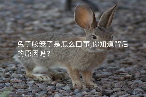 兔子咬笼子是怎么回事,你知道背后的原因吗？