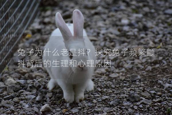 兔子为什么老是抖？探究兔子频繁颤抖背后的生理和心理原因