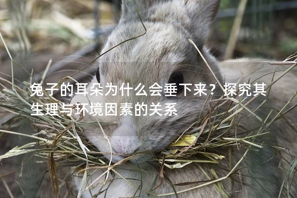 兔子的耳朵为什么会垂下来？探究其生理与环境因素的关系