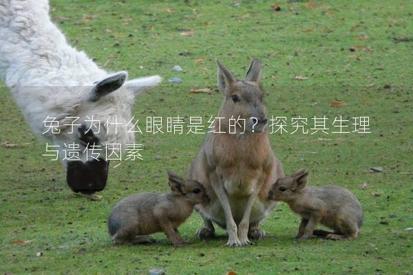 兔子为什么眼睛是红的？探究其生理与遗传因素