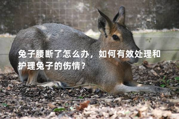 兔子腰断了怎么办，如何有效处理和护理兔子的伤情？