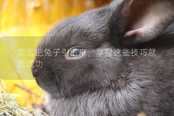 怎么把兔子引出来，掌握这些技巧就能成功