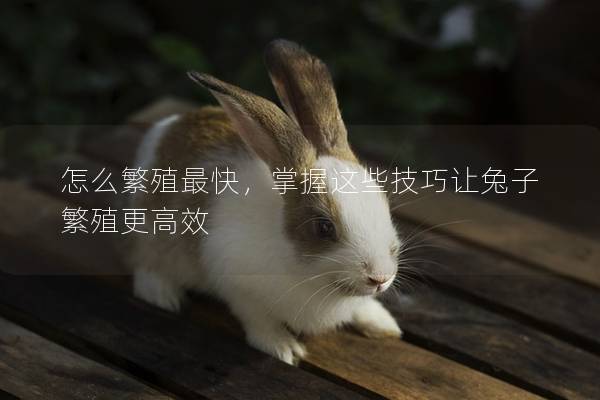 怎么繁殖最快，掌握这些技巧让兔子繁殖更高效