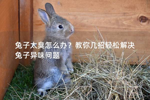 兔子太臭怎么办？教你几招轻松解决兔子异味问题