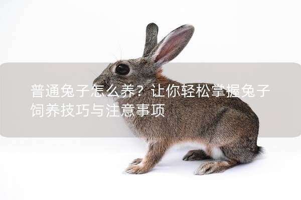 普通兔子怎么养？让你轻松掌握兔子饲养技巧与注意事项