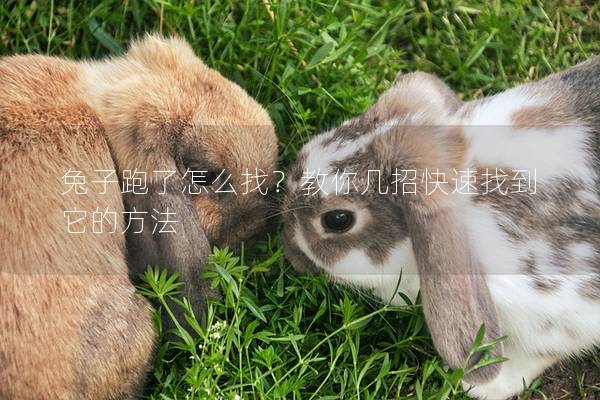 兔子跑了怎么找？教你几招快速找到它的方法