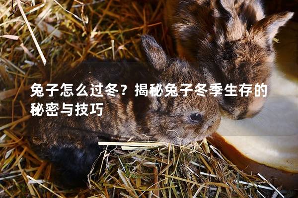 兔子怎么过冬？揭秘兔子冬季生存的秘密与技巧
