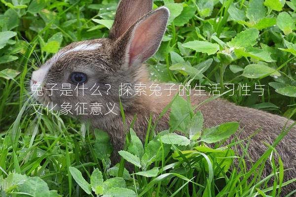 兔子是什么？探索兔子的生活习性与文化象征意义