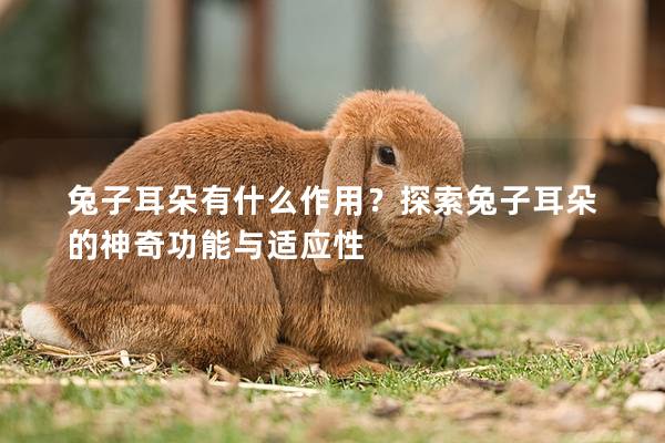兔子耳朵有什么作用？探索兔子耳朵的神奇功能与适应性