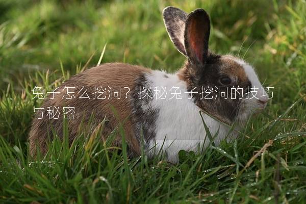 兔子怎么挖洞？探秘兔子挖洞的技巧与秘密