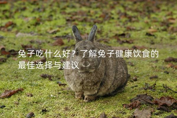 兔子吃什么好？了解兔子健康饮食的最佳选择与建议