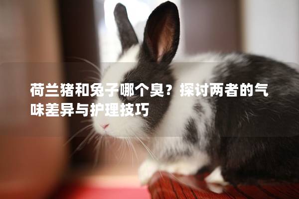 荷兰猪和兔子哪个臭？探讨两者的气味差异与护理技巧