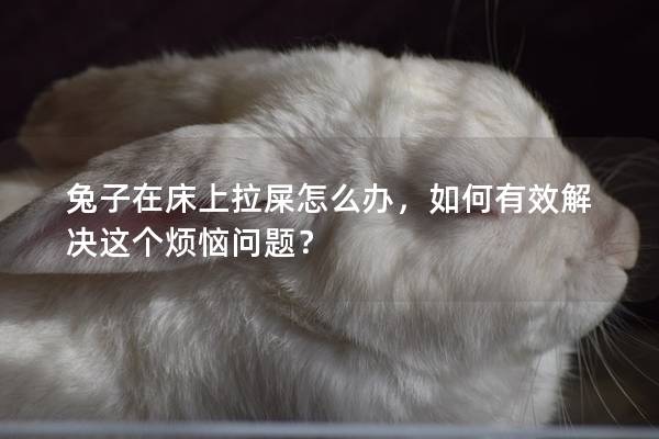兔子在床上拉屎怎么办，如何有效解决这个烦恼问题？