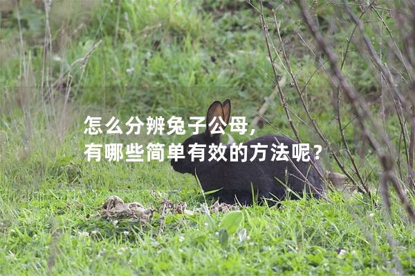 怎么分辨兔子公母, 有哪些简单有效的方法呢？