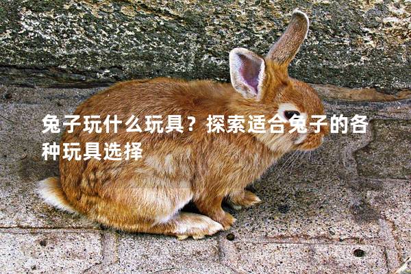 兔子玩什么玩具？探索适合兔子的各种玩具选择