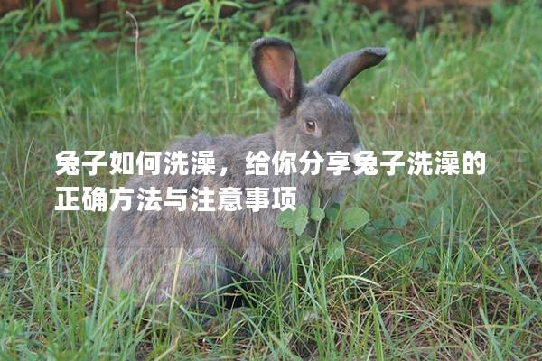 兔子如何洗澡，给你分享兔子洗澡的正确方法与注意事项
