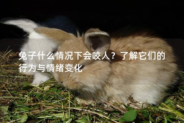 兔子什么情况下会咬人？了解它们的行为与情绪变化