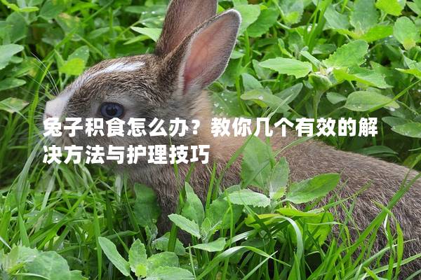 兔子积食怎么办？教你几个有效的解决方法与护理技巧