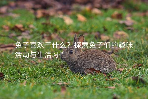 兔子喜欢干什么？探索兔子们的趣味活动与生活习性