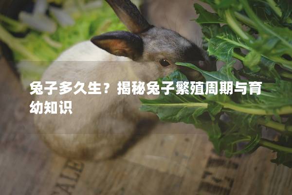 兔子多久生？揭秘兔子繁殖周期与育幼知识